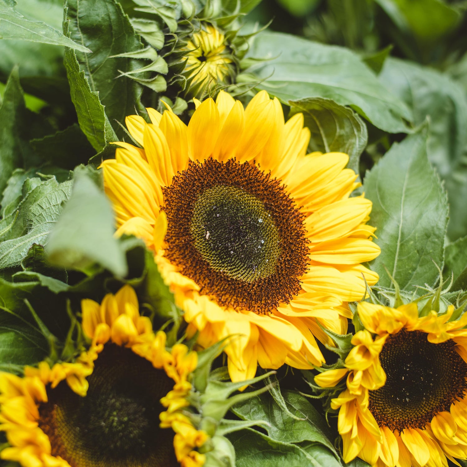 Zonnebloemen bij Pompoenenwinkel