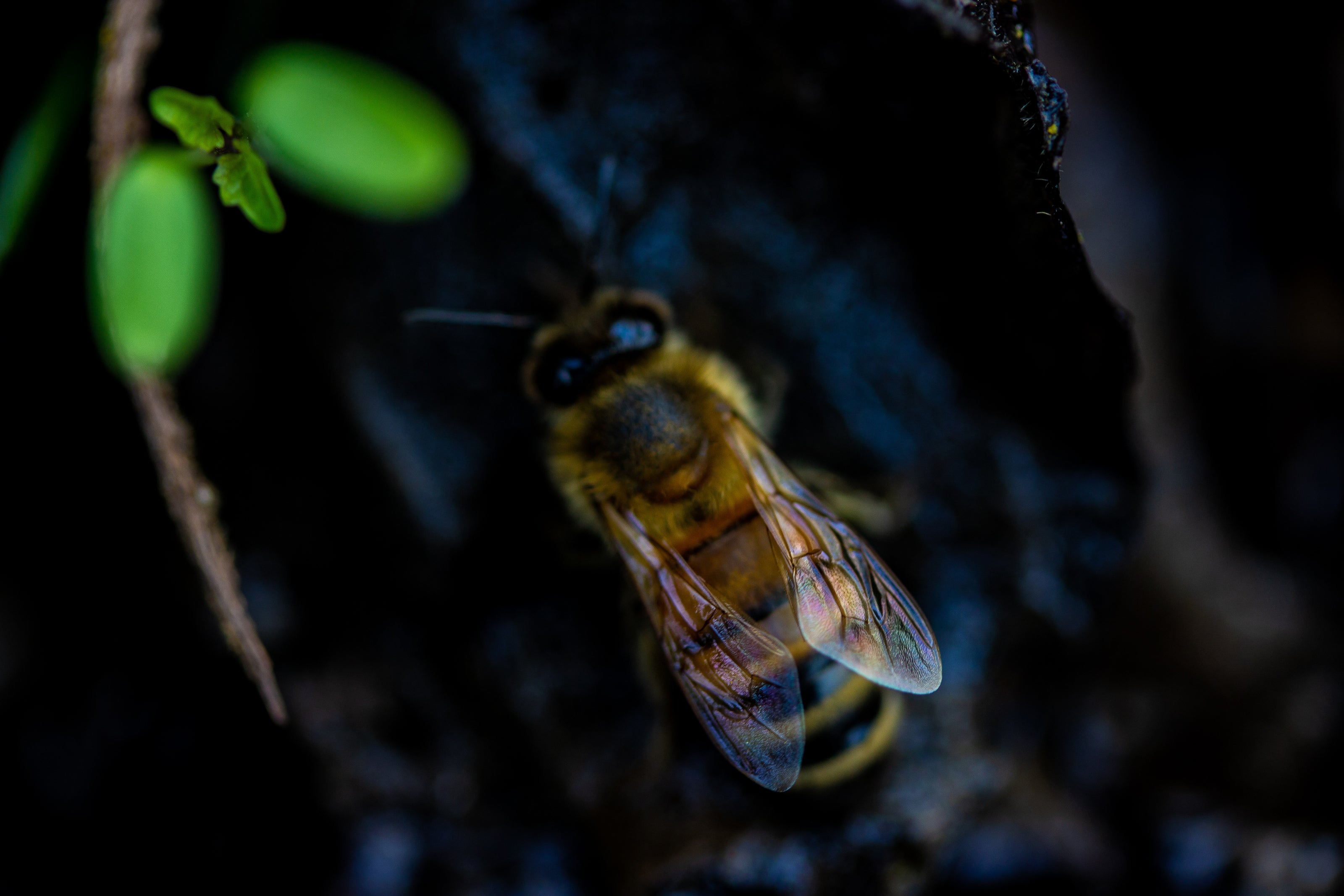 Bijen kolonies bij Pompoenenwinkel in Drunen